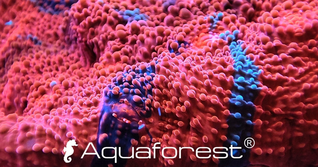 Rdeča korala z logotipom Aquaforest