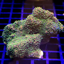 SPS Apple Berry montipora