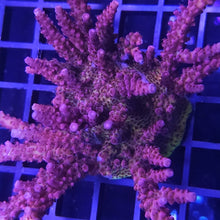 SPS PC Rainbow Acropora
