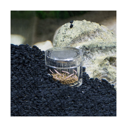 Hobby Planaria X