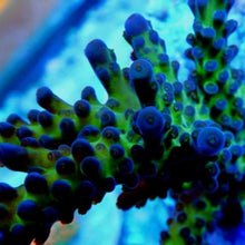 SPS Celi Tort Acropora