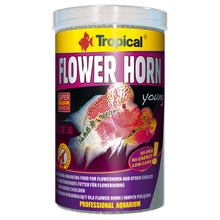 Tropical Flower Horn Young