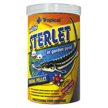 Tropical Sterlet Premium