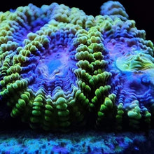 LPS WWC Space Monkey Favia