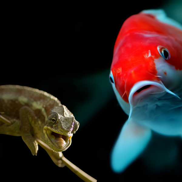 Ribnjaci i teraristika
