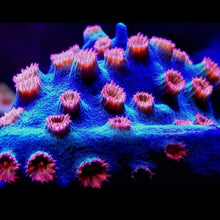LPS Meteor Shower Cyphastrea