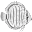 Slatkovodna akvaristika