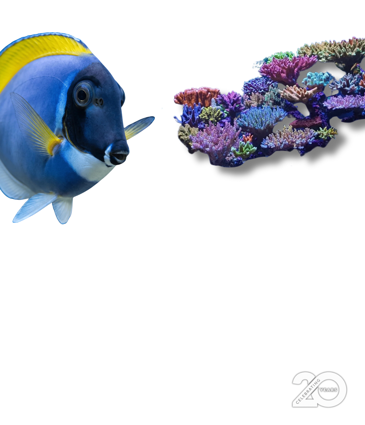 
Plava morska riba i šareni koralji - Aquashop