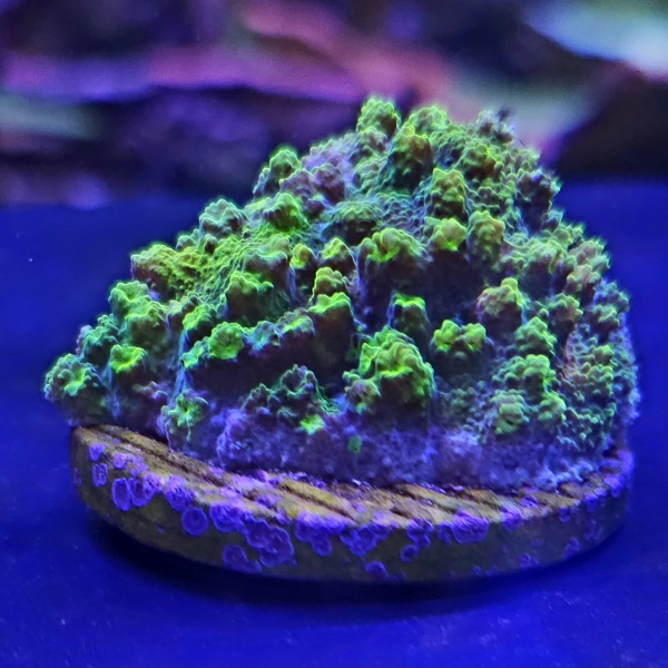 LPS korala - Neon Astreopora